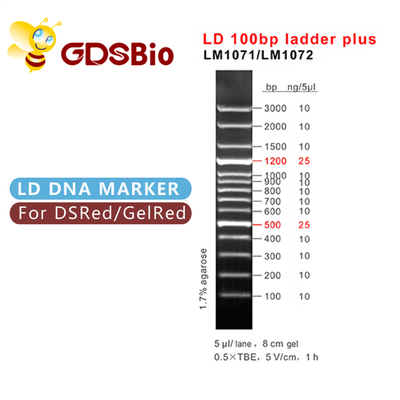 60 Preps LD 100bp Ladder Plus DNA Marker Elektroforez