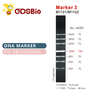 GDSBio Marker 3 DNA Marker Jel Elektroforez Mavi Görünüm