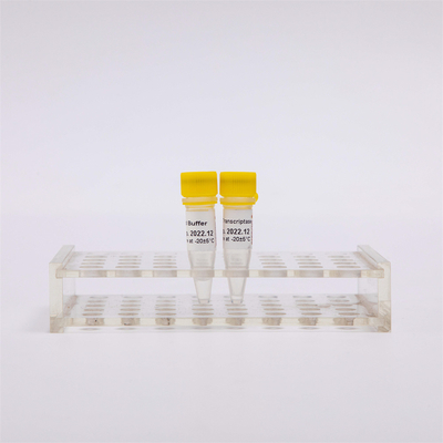cDNA Rt PCR Altın Ters Transkriptaz R3001 2000U R3002 10000U